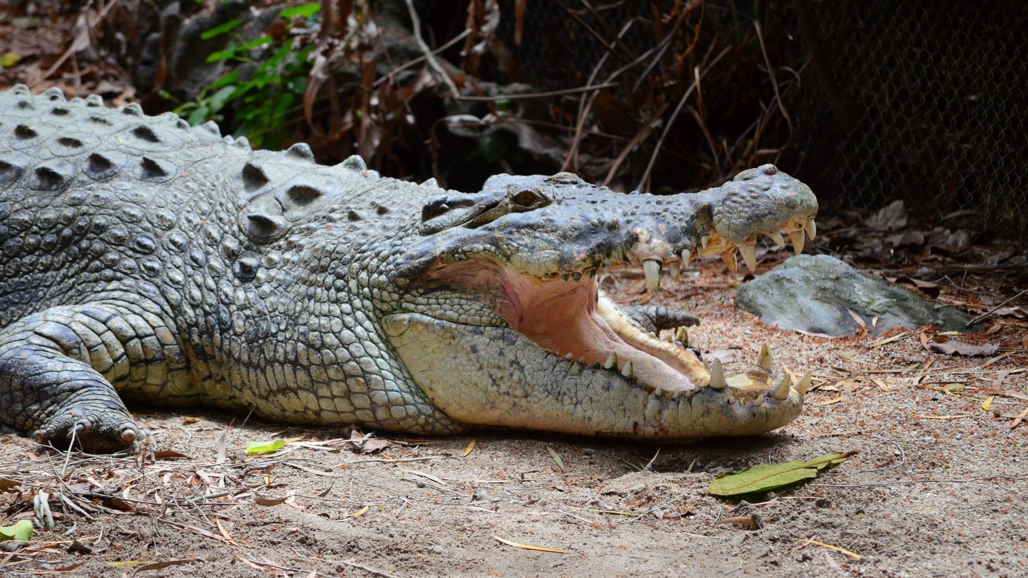 Wildlife Habitat - Tropical North Qld