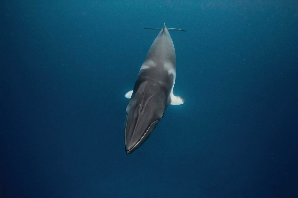 minke whale swimming on ribbon reef