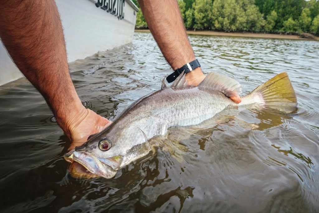 barramundi fishing in burketown