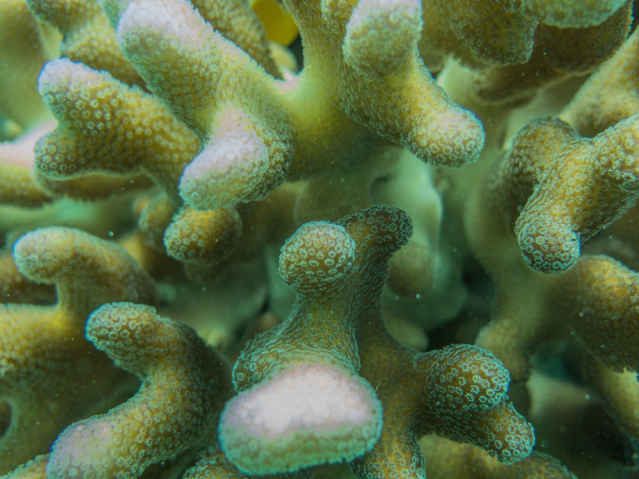 How to Care for Species-Specific Corals: Ultimate Expert Tips