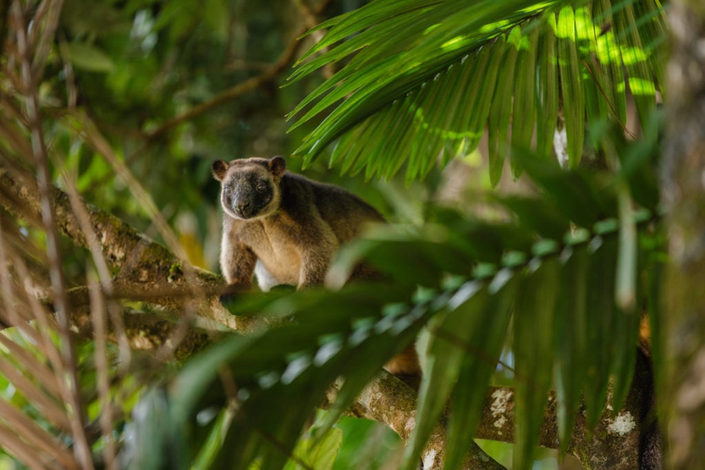 lumholtzs tree kangaroo