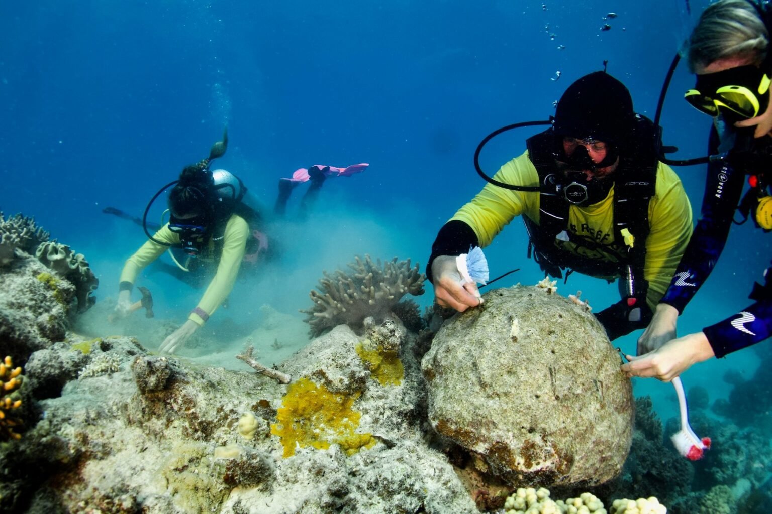 Caring for Coral: Nurturing the Beauty of the Reef | Cairns & Great ...