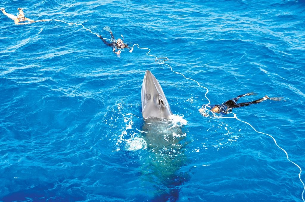 Minke Whales snorkelling