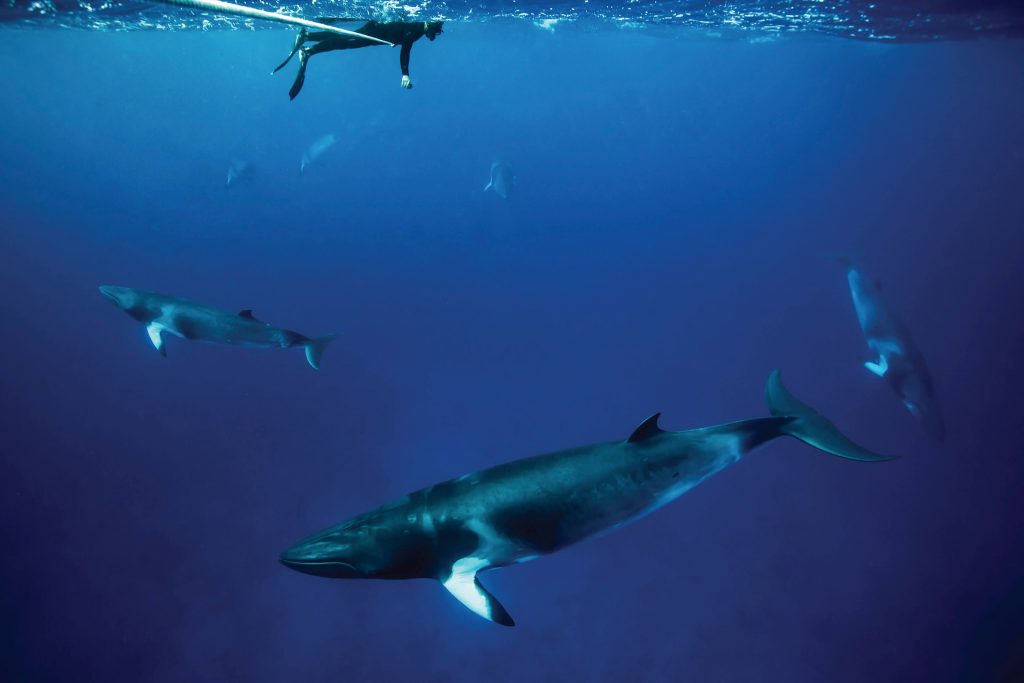 Minke Whale snorkelling