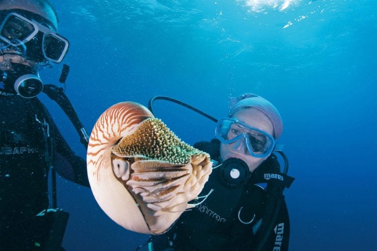 Glass Bottom Boats Tours Of The Reef | Cairns & Great Barrier Reef