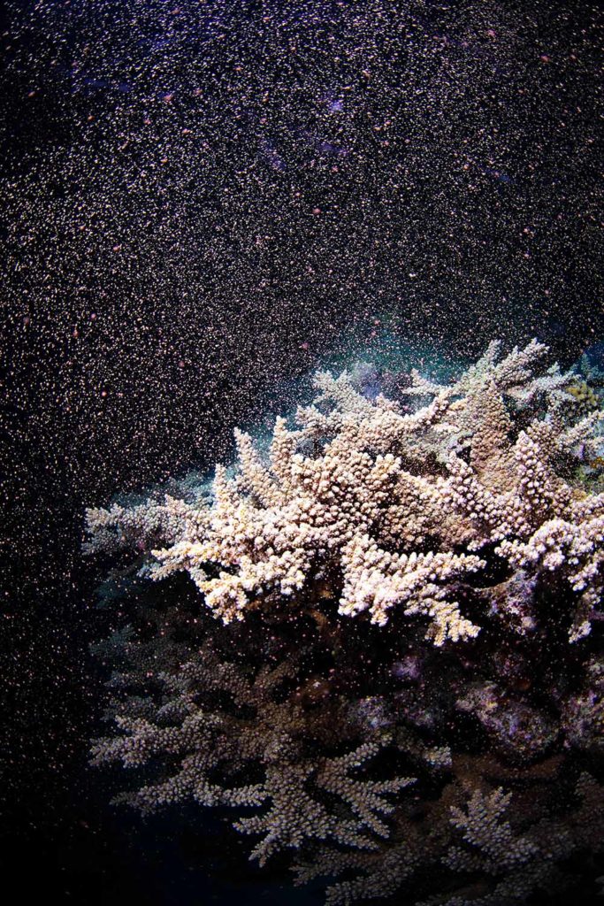 Flynn Reef Coral Spawning - Gabriel Guzman Calypso Productions
