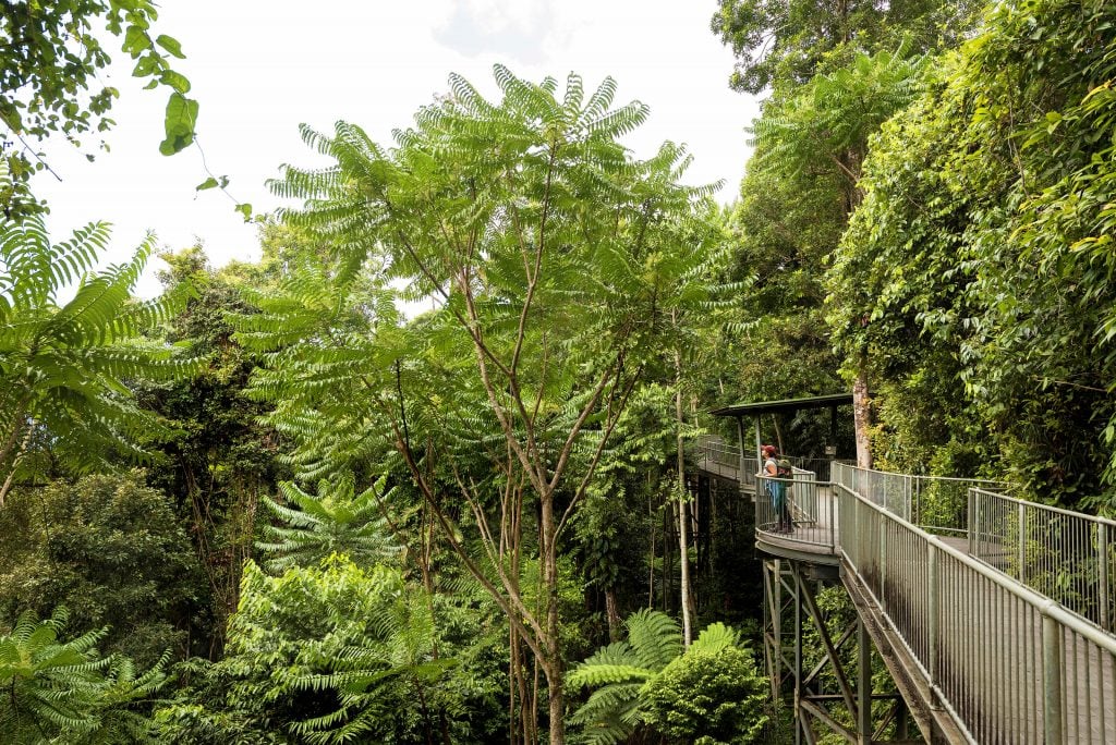 The Green Dinosaur of the Daintree Rainforest - Tony's Tropical Tours