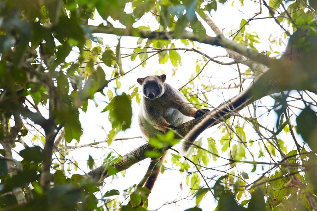 lumholtz tree kangaroo