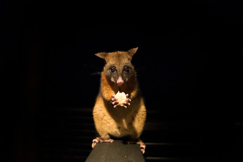 Possum at canopy treehouses