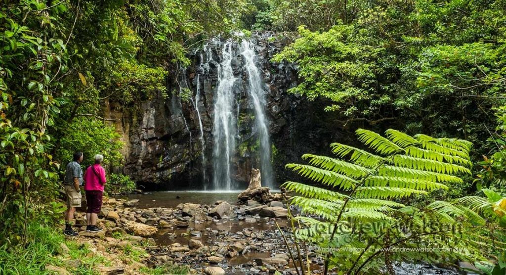 Rainforest and waterfall