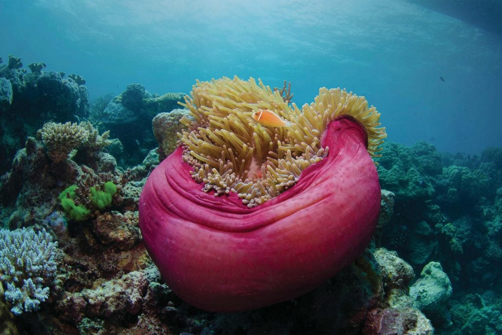 anemone with nemo floating in it