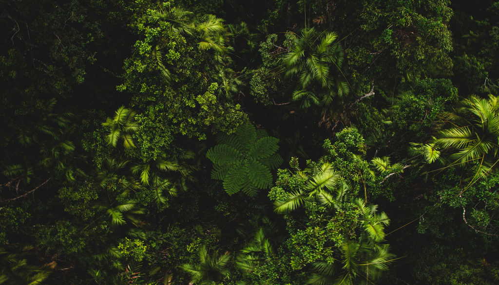 Aerial of Rainforest skyrail