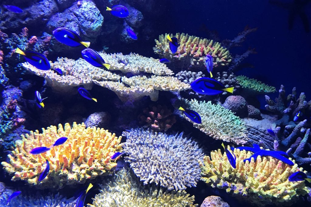 blue fish and colourful coral in aquarium
