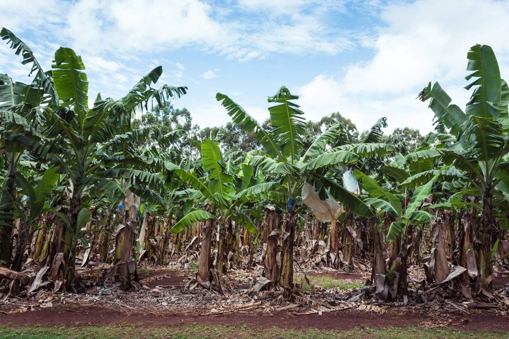banana plantation near josephine falls