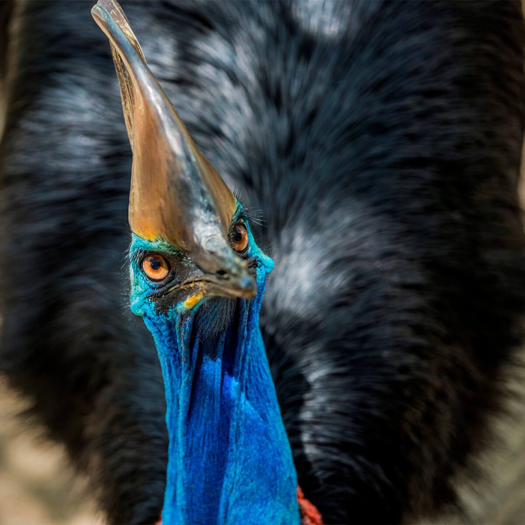 cassowary in north queensland
