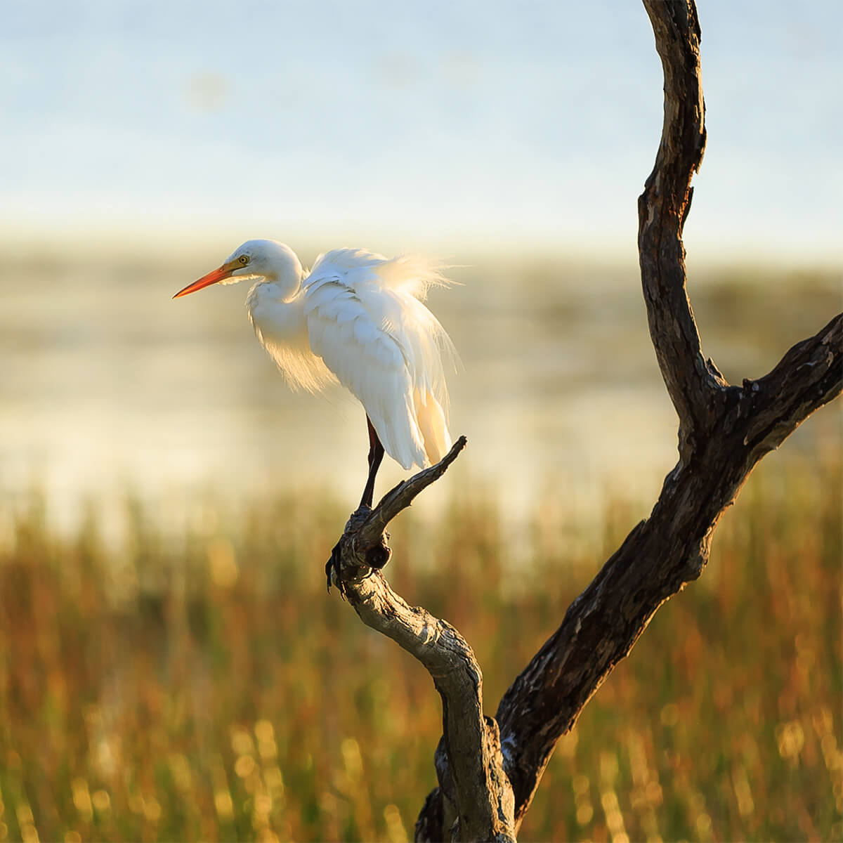 Bird Watching Cairns & Great Barrier Reef