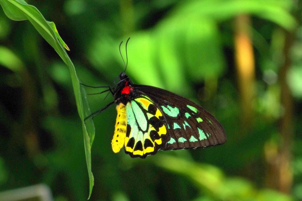 Cairns Birdwing butterfly