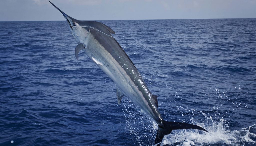 black marlin fishing