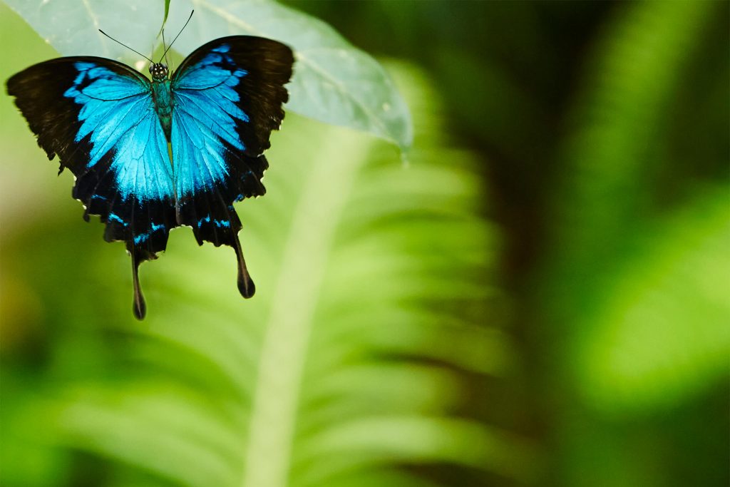 Australian Butterfly Sanctuary