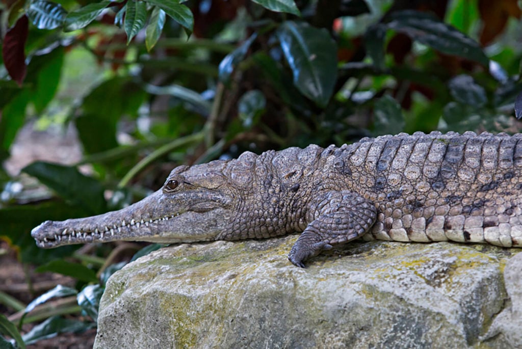freshwater crocodile at cairns zoom and wildlife dome