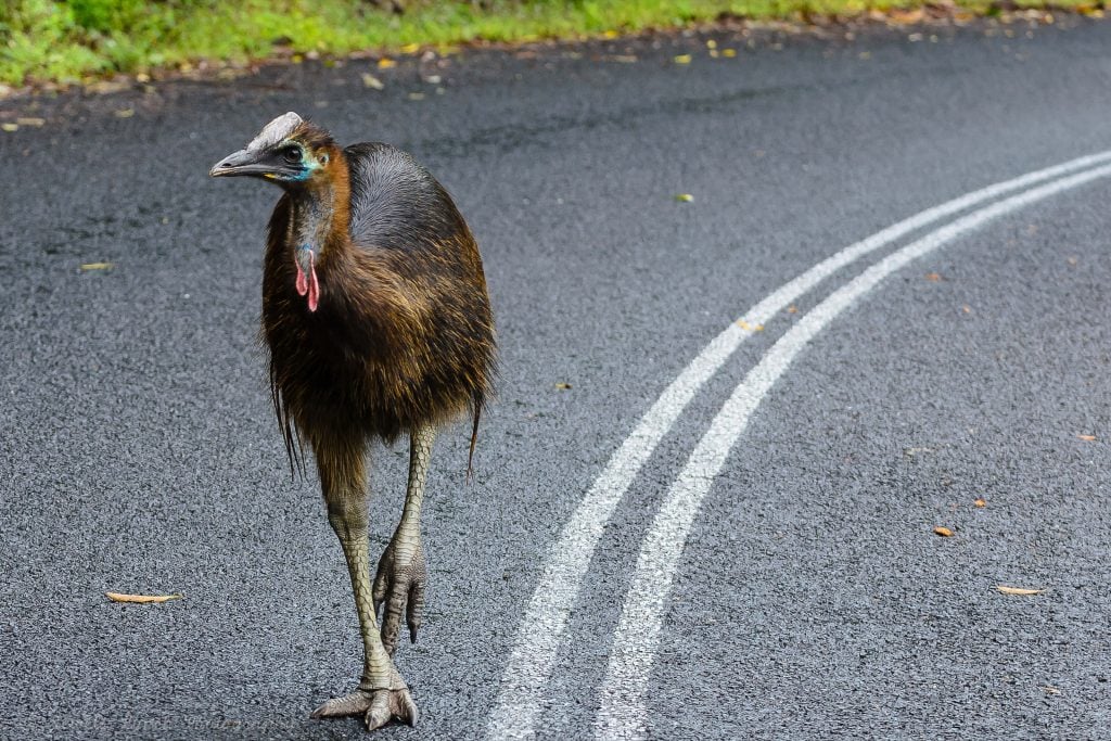 Cassowary