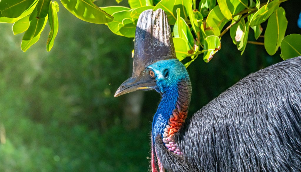 Rainforest Rescue | Cairns & Great Barrier Reef