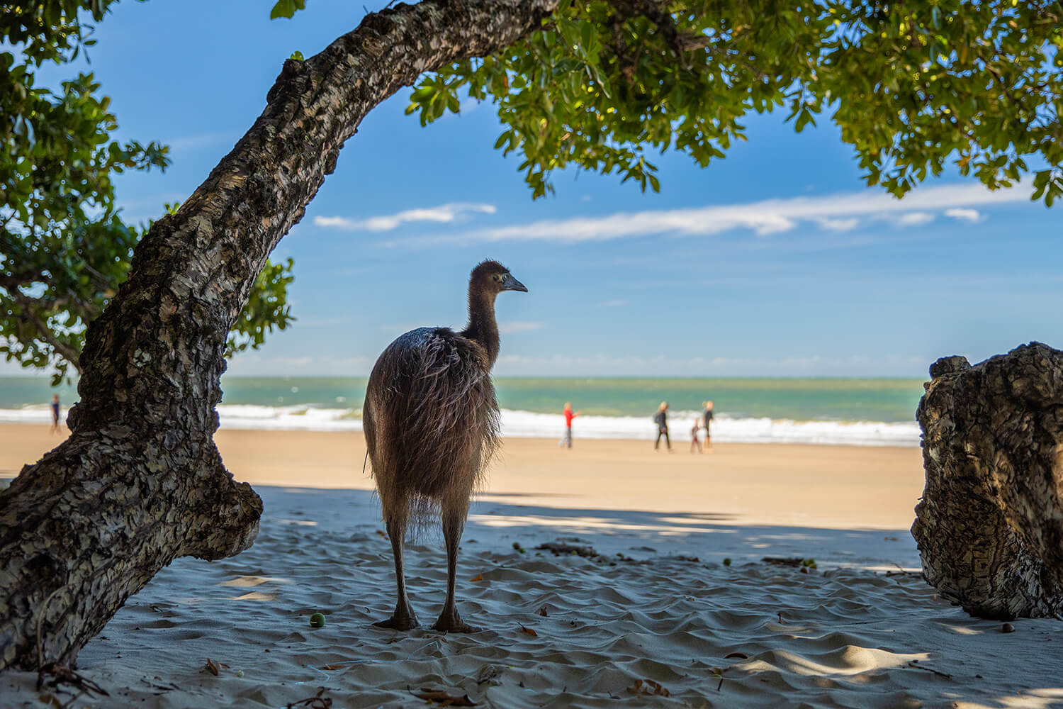 Everything you need to know about cassowaries Cairns & Great Barrier Reef
