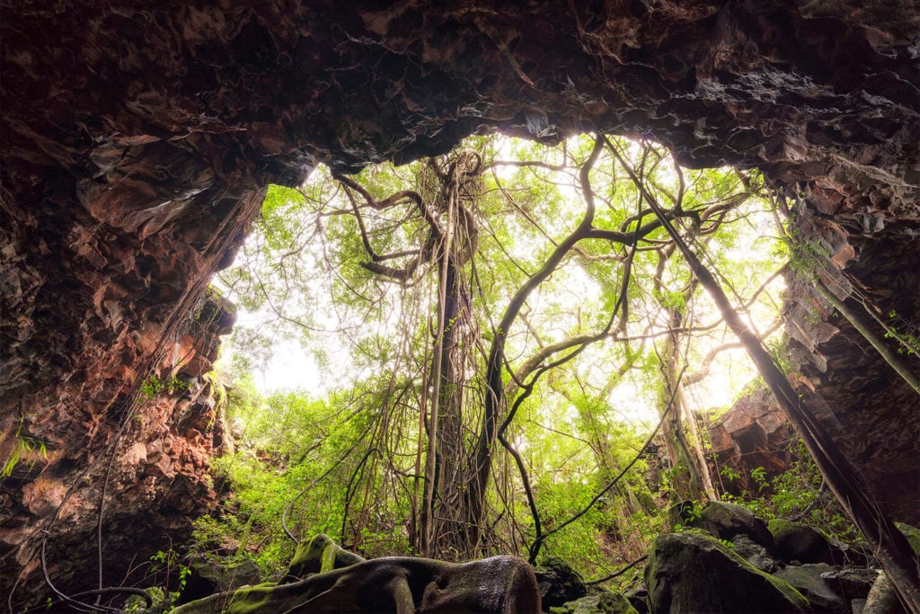 Vine thickets in collapsed lava tube at Undara Volcanic National Park