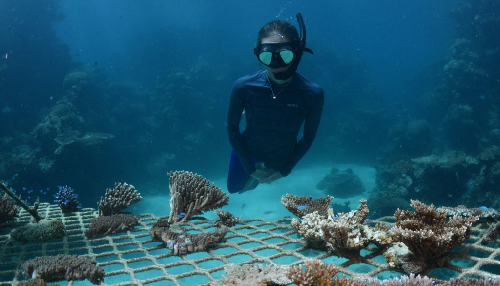 woman doing coral propagation on the great barrier reef