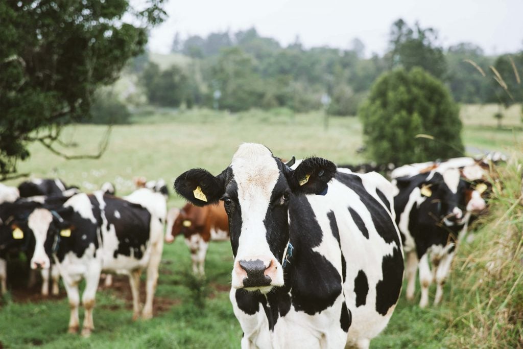 cows on the atherton tablelands