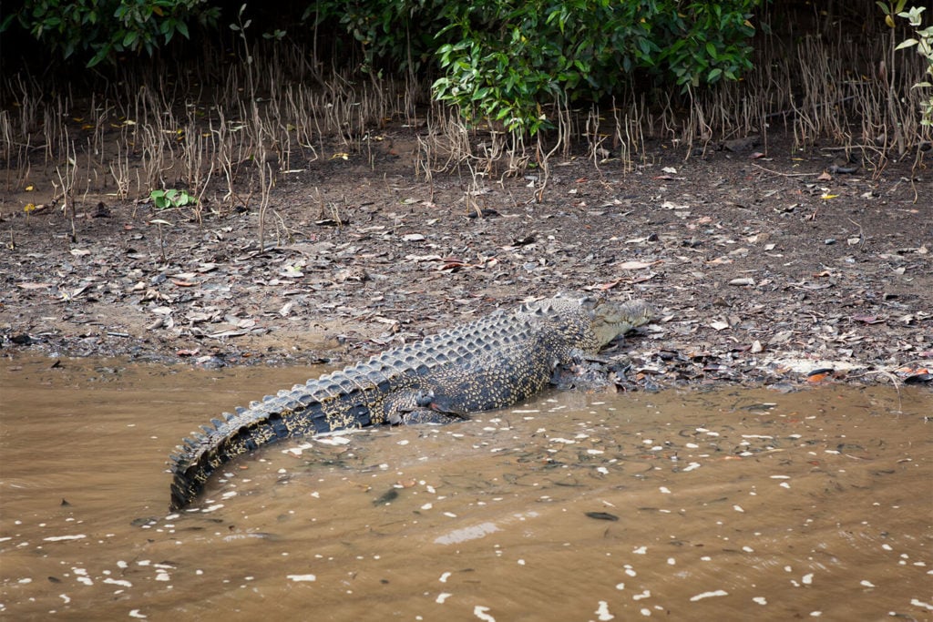 tourism and crocodile