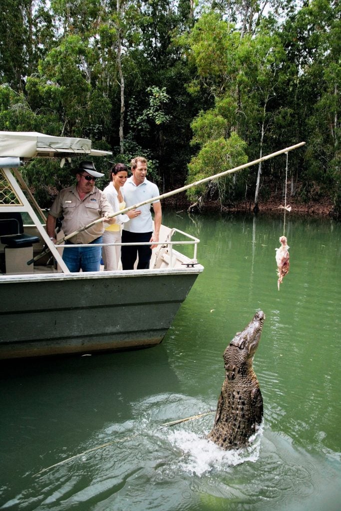 jumping crocodile being fed