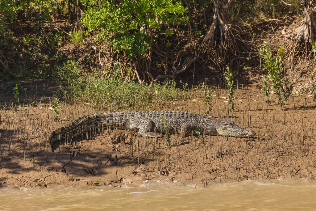 Crocodile on river