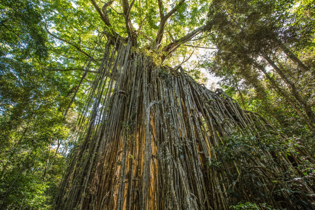 curtain fig tree atherton tablelands