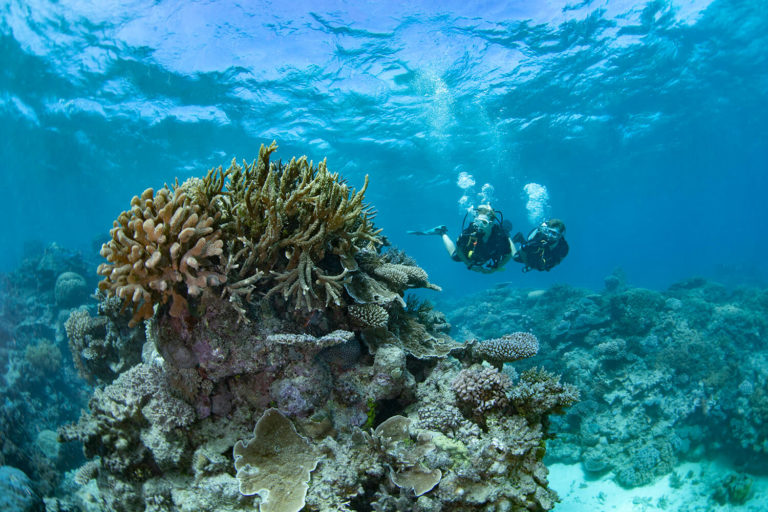 4 unmissable adventures with Reef Unlimited | Cairns & Great Barrier Reef