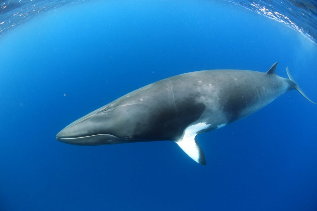 Dwarf Minke Whales