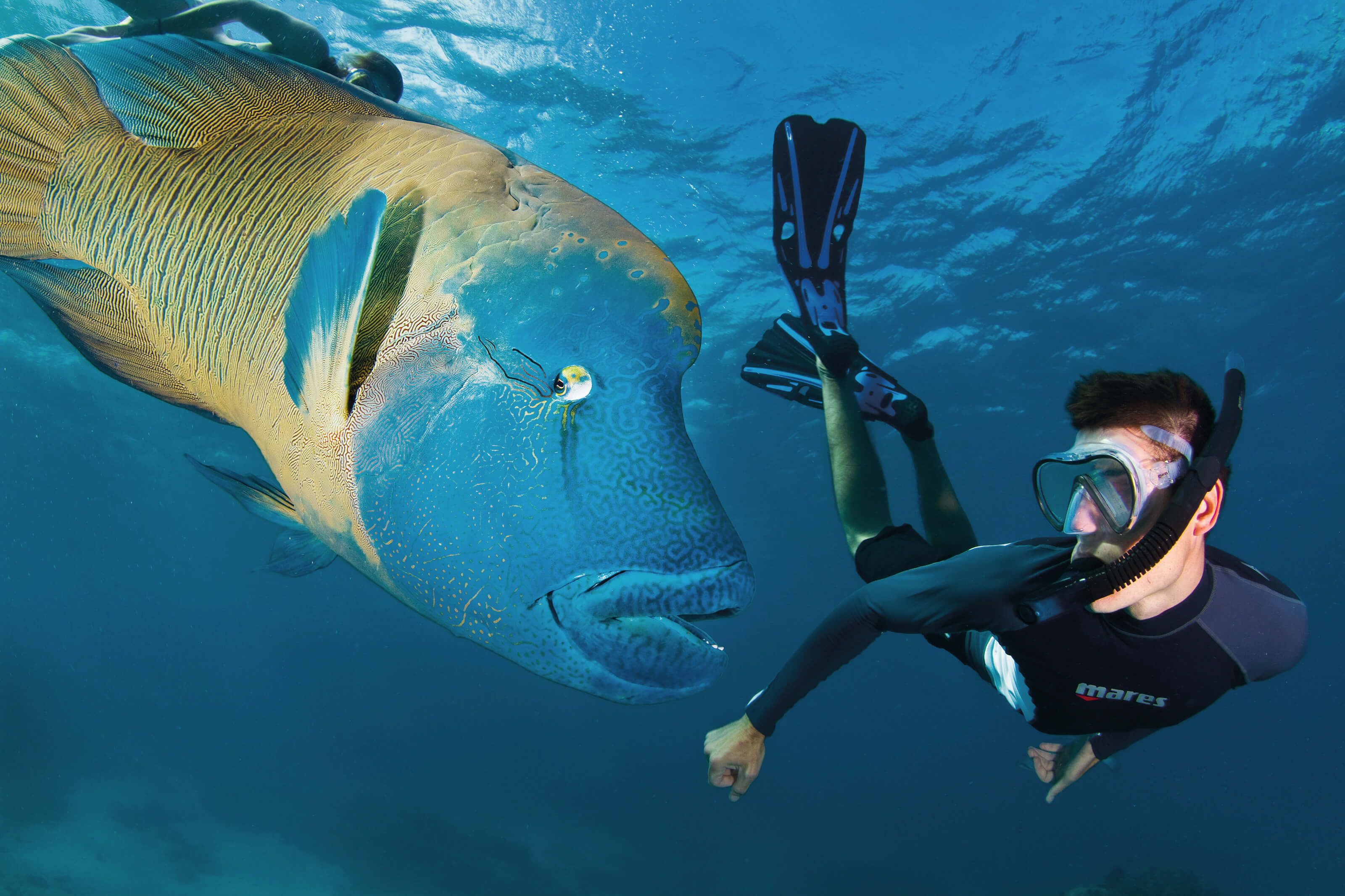 maori wrasse on the great barrier reef