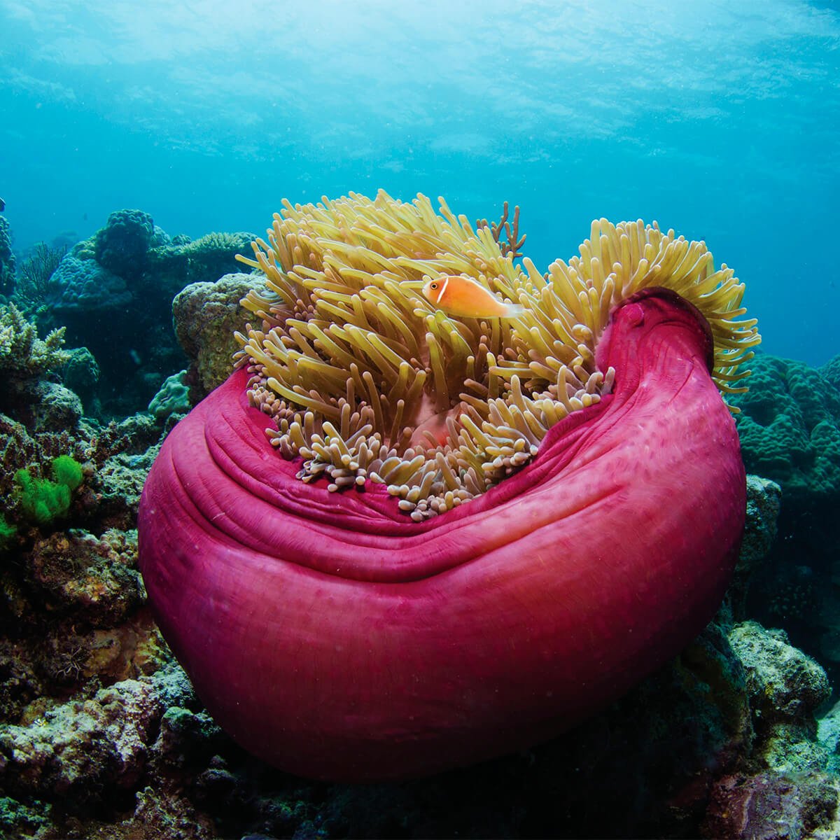 Great Barrier Reef Ocean Tropical North QLD