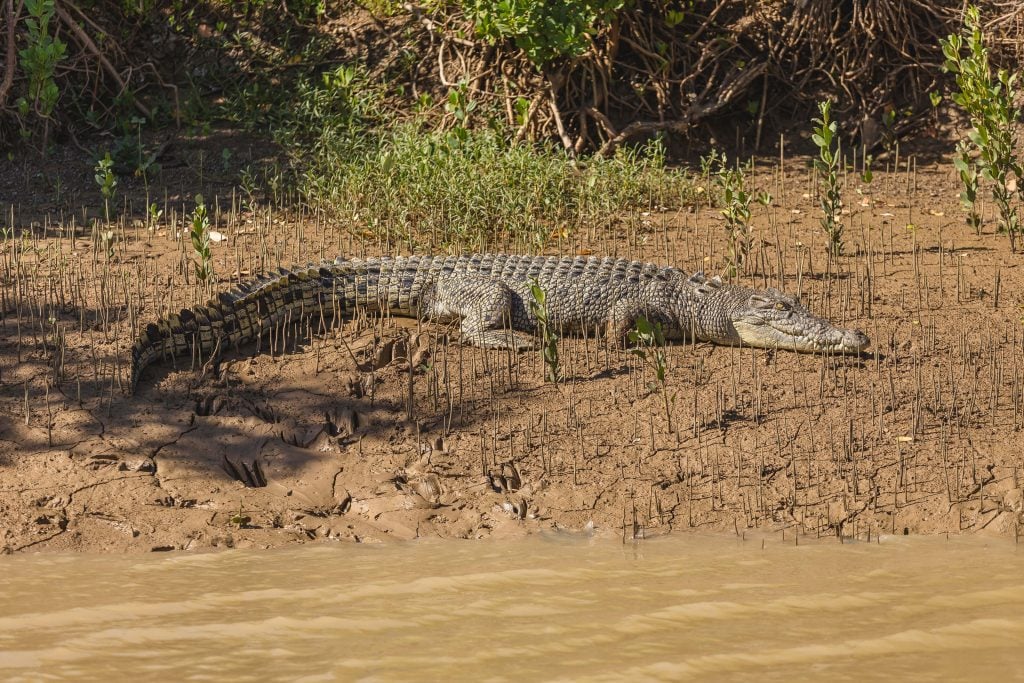 fishing trips cape york