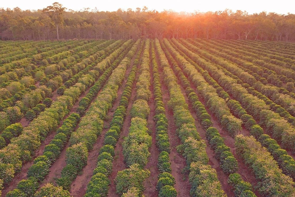 Sunset at Jaques Coffee Plantation