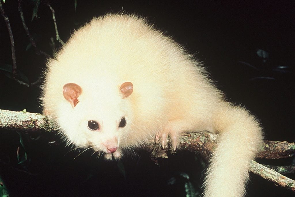white lemoroid possum