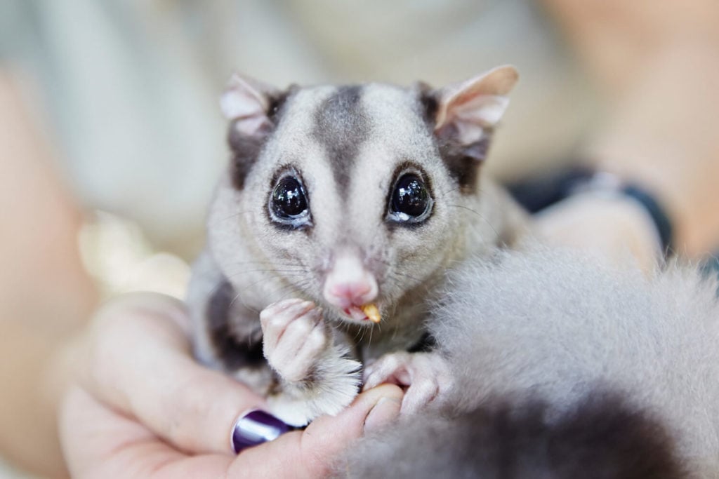 mahogany glider hartleys