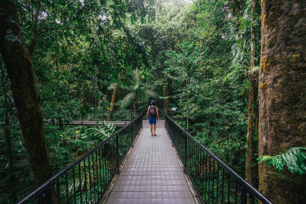 Mossman Gorge rainforest boardwalk