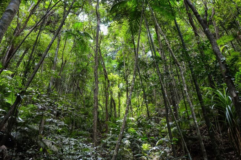 Guide To Walking The Red Arrow | Cairns & Great Barrier Reef