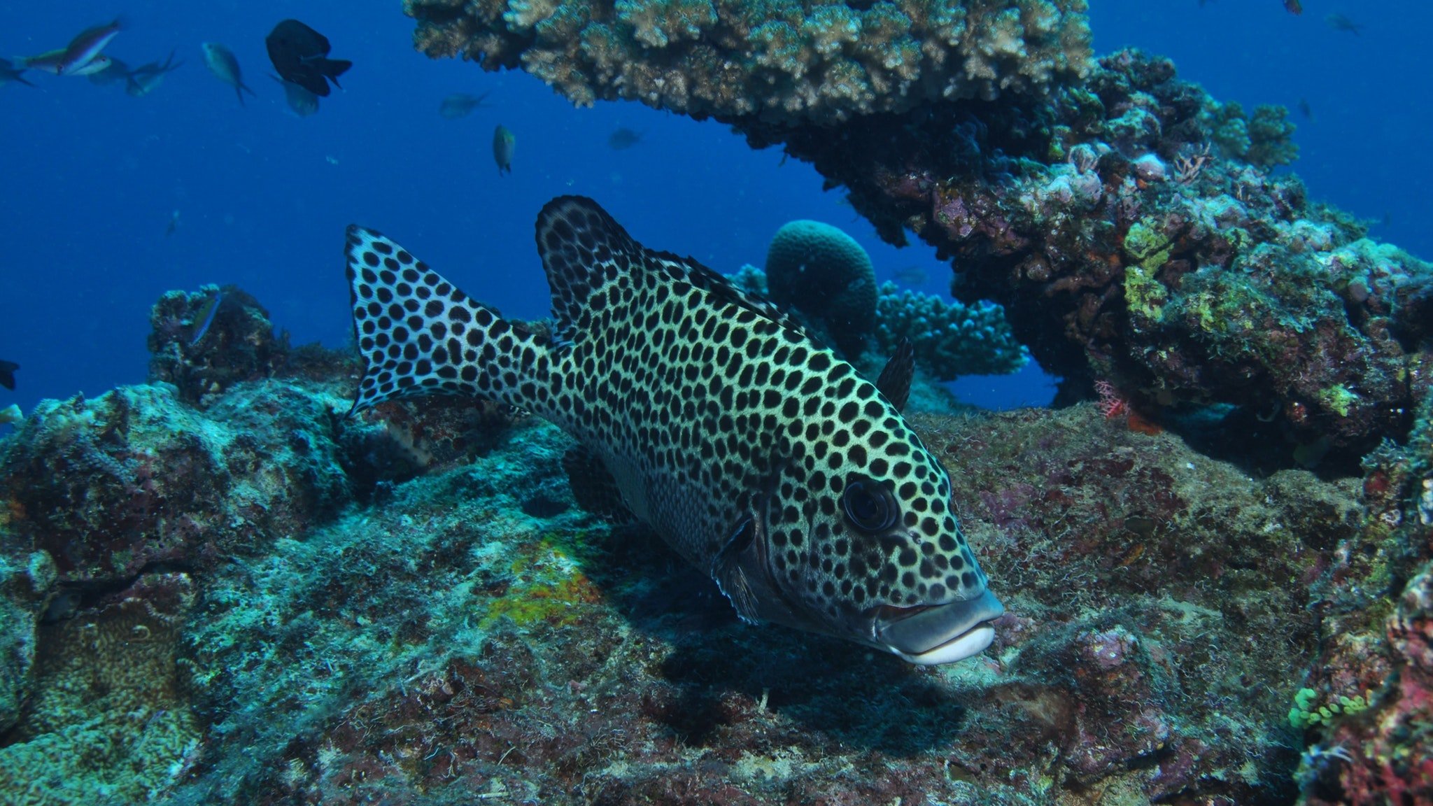 Coral Gardens Dive Site, Flynn Reef - Tropical North QLD