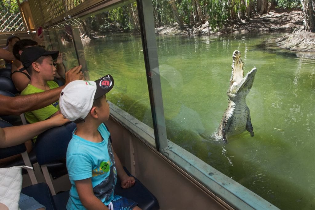 crocodile jumping at hartley's crocodile adventures