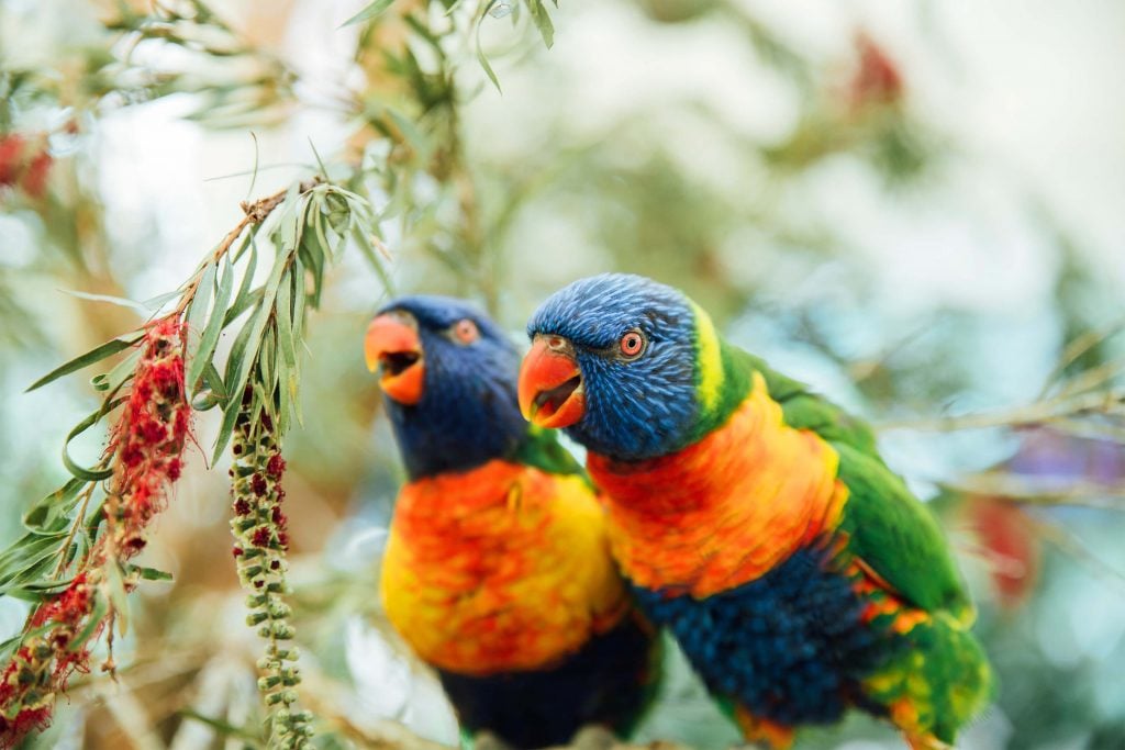 rainbow lorikeets