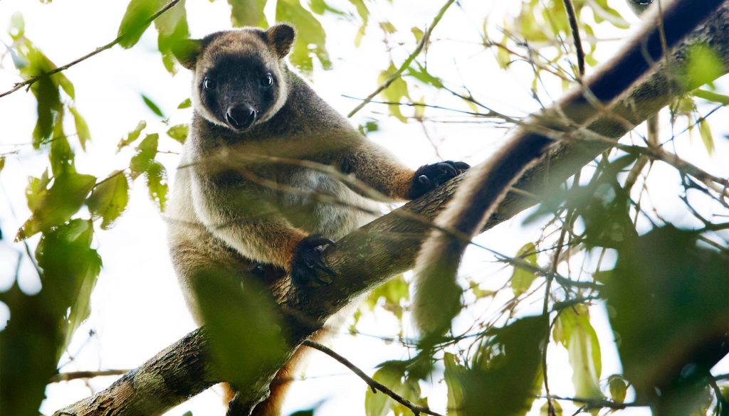 lumholtz tree kangaroo