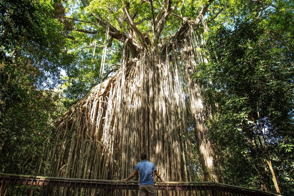 curtain fig tree