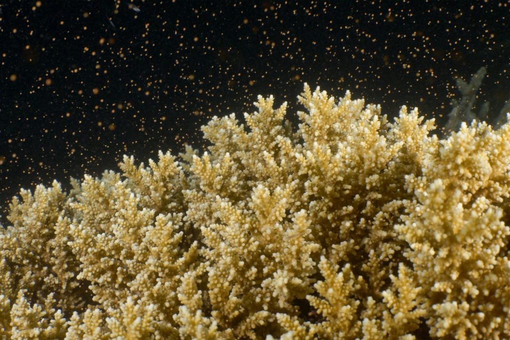 Coral Spawning